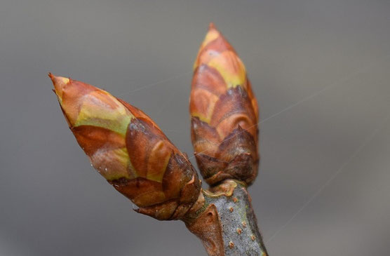Knospe
