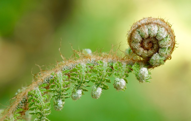 Sich ausrollendes Blatt